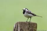 Motacilla Alba / Witte Kwikstaart / White wagtail