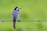 Motacilla Alba / Witte Kwikstaart / White wagtail