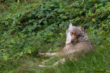 Canis lupus / Wolf / Grey Wolf