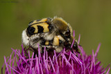 Trichius fasciatus / Penseelkever / Bee beetle