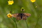 Melitaea diamina / Woudparelmoervlinder / False Heath Fritillary