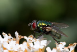 Phaenicia sericata / Groene Vleesvlieg