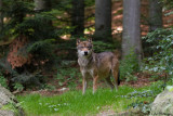 Wolf / Grey Wolf