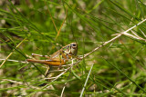 Metrioptera roeselii / Greppelsprinkhaan / Roesels bush-cricket