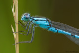 Enallagma cyathigerum / Watersnuffel / Common blue damselfly