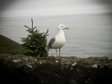 Oregon Seagull looking for a handout