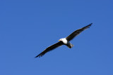 Bridgeport, CA Soaring Seagull