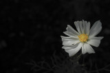 White yard flower