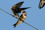 Barn Swallow 5708