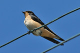 Barn Swallow 4706