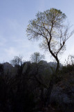 Aguirre Springs area on east side of Organ Mountains