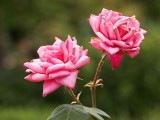 Cleveland Botanic Garden