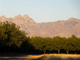 Pecan Orchard and Organ Mts. from Mesilla, NM