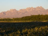 Cotton Field and Organ Mts. from Mesilla, NM