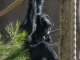 Siamang (an ape, type of Gibbon, SE Asia)