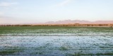 Irrigated farm field with Organ Mountains in background