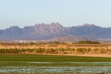 Irrigated farm field with Organ Mountains in background