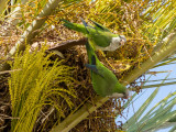 Many noisy parrots in the palm trees along the waterfront
