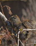 Douglas Squirrel