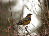 Varied Thrush