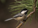 Black-capped Chickadee