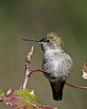 Annas Hummingbird female