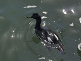 Pelagic Cormorant