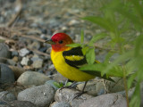 Western Tanager