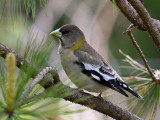 Evening Grosbeak female