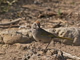 Green-tailed Towhee