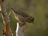 Cassins Finch female