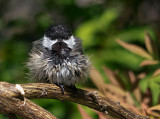 Black-capped Chickadee