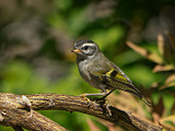 Golden-crowned Kinglet juvenile