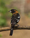 Black-headed Grosbeak