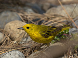 Yellow Warbler
