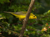 Wilsons Warbler