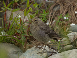 Brown-headed Cowbird juvenile