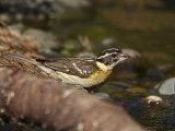 Black-headed Grosbeak female