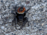 (Phidippus johnsoni) Johnson Jumper
