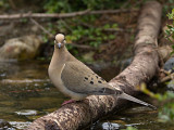 Mourning Dove