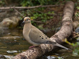 Mourning Dove