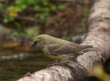 Red Crossbill female