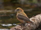 Red Crossbill