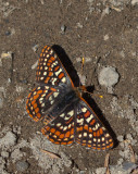 Ediths Checkerspot