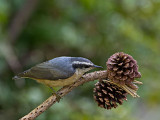 Red-breasted Nuthatch