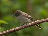 Willow Flycatcher