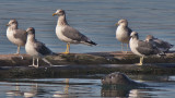 Black-tailed Gull with some friends