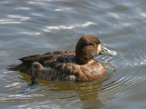 Greater Scaup female