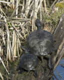 Western Painted Turtles