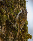 Brown Creeper